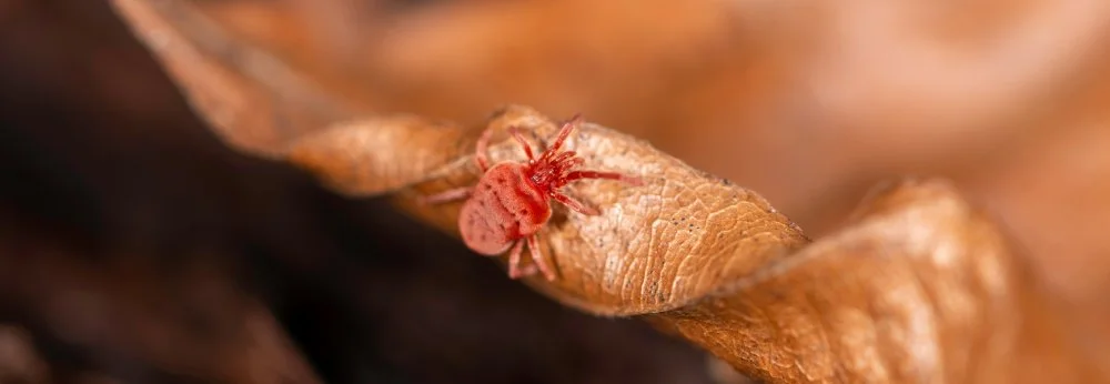 Nahaufnahme einer roten Grasmilbe auf einem trockenen Blatt